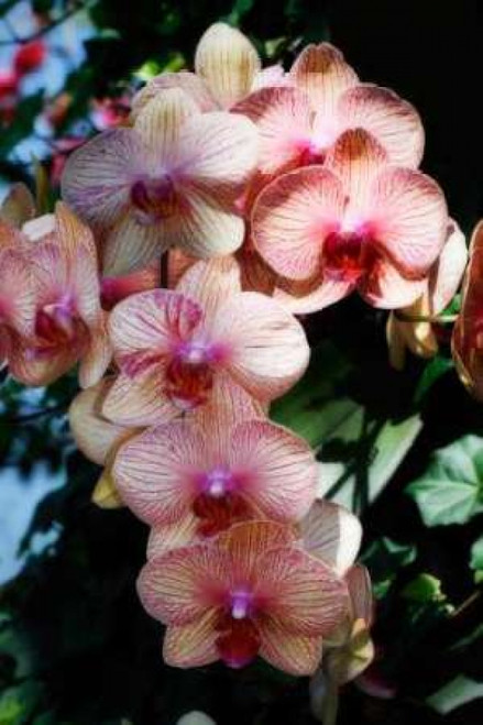Moth Orchids VI Poster Print by Alan Hausenflock - Item # VARPDXPSHSF686