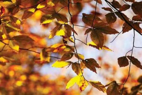 Autumn Leaves III Poster Print by Alan Hausenflock - Item # VARPDXPSHSF555