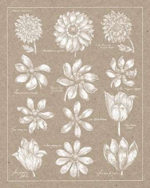 Anemone Plate II Poster Print by Wild Apple Portfolio - Item # VARPDX23447