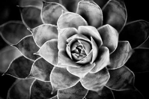 Monochrome Succulent V Poster Print by Erin Berzel - Item # VARPDXPSBZL876