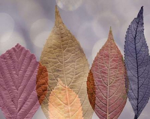 Leaf Patterns I Poster Print by Kathy Mahan - Item # VARPDXPSMHN215