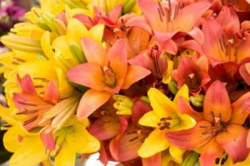 Sunny Lily I Poster Print by Maureen Love - Item # VARPDXPSLOV165