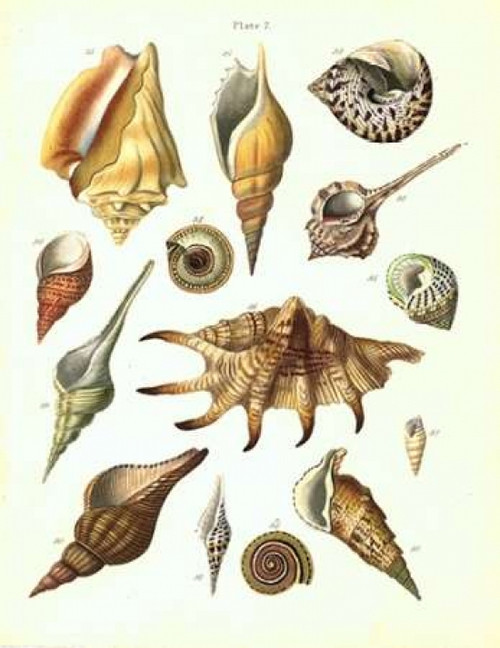 Shells, Plate 7 Poster Print by  Samuel Brookes - Item # VARPDXSB07