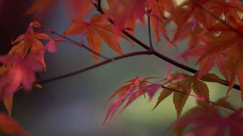 Sunlight Maple II Poster Print by Rita Crane - Item # VARPDXPSCRN515