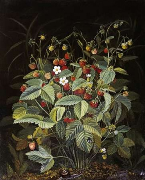 Wild Strawberries Poster Print by  Otto Diderich Ottesen - Item # VARPDX268353