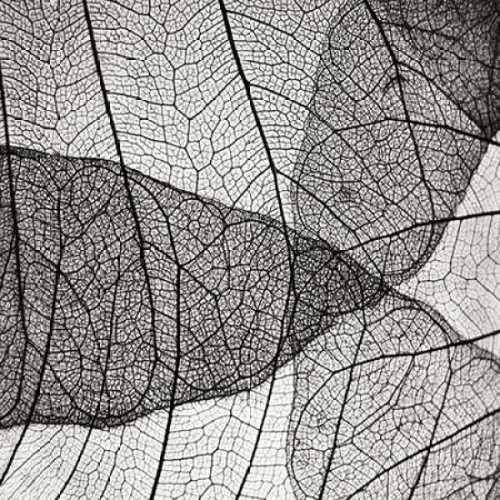 Leaf Designs IV BW Poster Print by Jim Christensen - Item # VARPDXPSCRS206