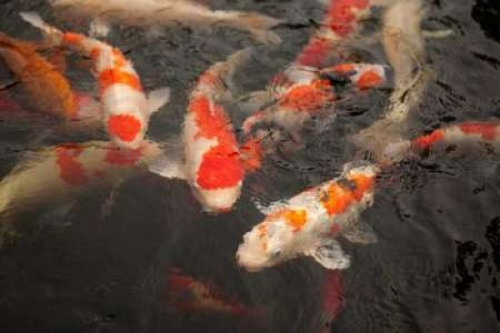 Koi I Poster Print by Karyn Millet - Item # VARPDXPSMLT392