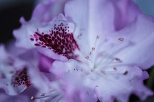 Lavender Rhodies II Poster Print by Rita Crane - Item # VARPDXPSCRN355