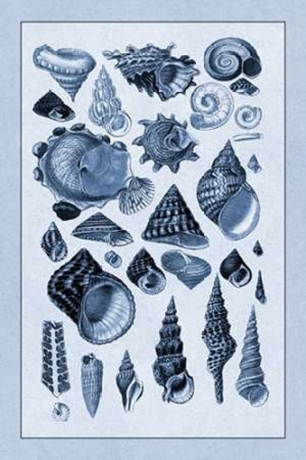 Shells: Trachelipoda #3 Poster Print by  G.B. Sowerby - Item # VARPDX394514