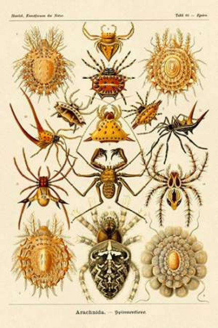 Haeckel Nature Illustrations: Spiders Poster Print by  Ernst Haeckel - Item # VARPDX449708
