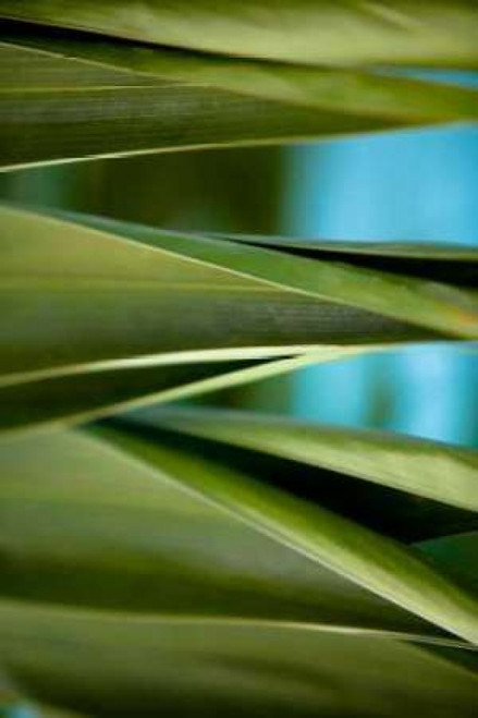 Palma III Poster Print by Susan Bryant - Item # VARPDX7914