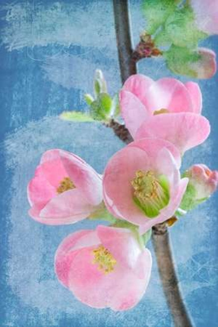 Flowering Quince I Poster Print by Kathy Mahan - Item # VARPDXPSMHN564