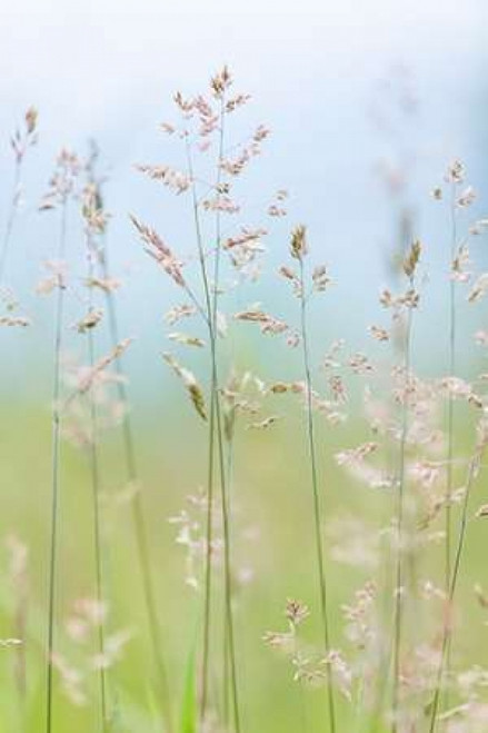 Guillemot Cove Grasses II Poster Print by Kathy Mahan - Item # VARPDXPSMHN438