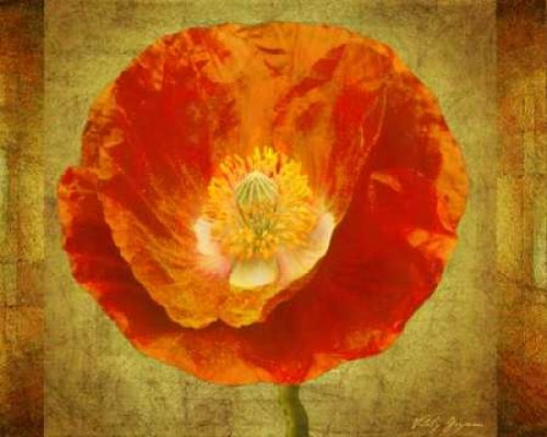 Sun Poppy I Poster Print by Vitaly Geyman - Item # VARPDXPSVIT138
