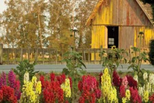Snapdragons Barn II Poster Print by Dana Styber - Item # VARPDXPSSTY113