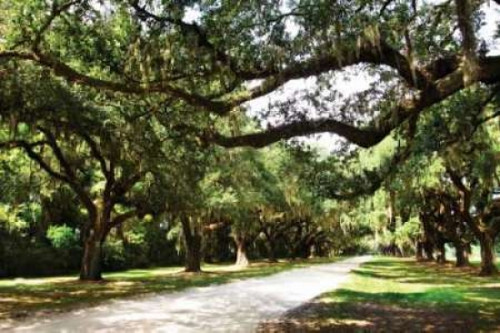 Charleston Oaks IV Poster Print by Alan Hausenflock - Item # VARPDXPSHSF390