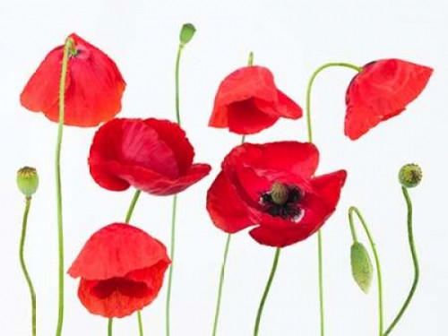 Poppy flowers on white background Poster Print by  Assaf Frank - Item # VARPDXAF20120620043