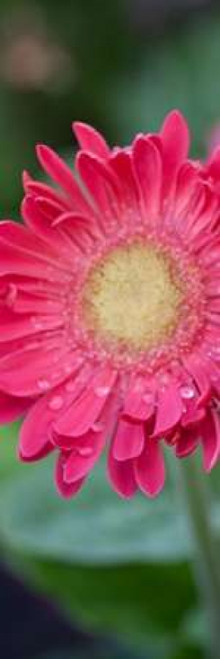 New Vision II Poster Print by Patricia Pinto - Item # VARPDX7033