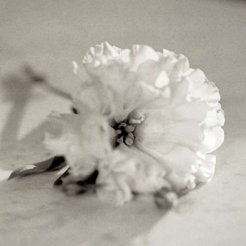 Florison - 28 Poster Print by Alan Blaustein