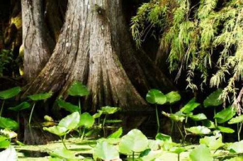 Cypress I Poster Print by Alan Hausenflock - Item # VARPDXPSHSF407