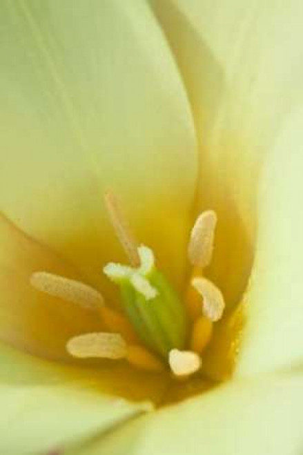 Yellow Burst I Poster Print by Dana Styber - Item # VARPDXPSSTY180