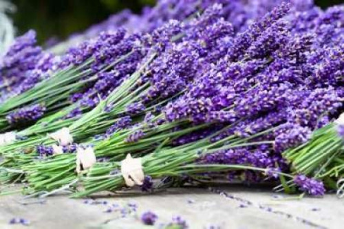 Lavender Harvest II Poster Print by Dana Styber - Item # VARPDXPSSTY226