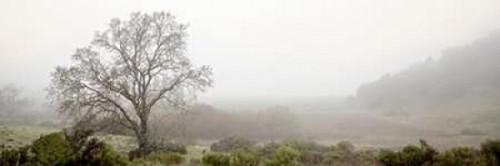 Oak Tree - 55 Poster Print by Alan Blaustein - Item # VARPDXABSFH60