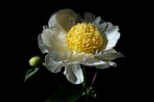 White Peony I Poster Print by Tammy Putman - Item # VARPDXPSPTM135