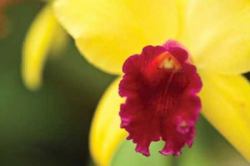 Pink Velvet Poster Print by Dana Styber - Item # VARPDXPSSTY134