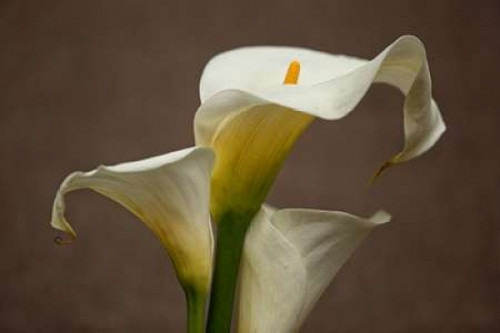 Calla Elegance II Poster Print by Rita Crane - Item # VARPDXPSCRN343
