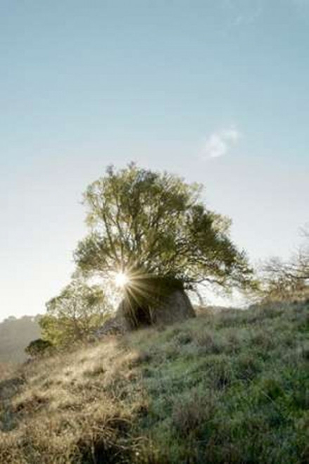 Oak Tree - 35 Poster Print by Alan Blaustein - Item # VARPDXABSFH50 Oak Tree - 35 Poster Print by Alan Blaustein - Item # VARPDXABSFH50