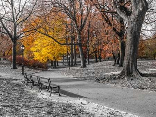 Pathway through Central Park, New York Poster Print by  Assaf Frank - Item # VARPDXAF201311201775C01