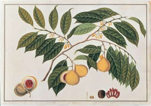 Nutmeg Poster Print by  19th C Anonymous - Item # VARPDXBM15