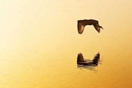Egrets in the Sunrise III Poster Print by Alan Hausenflock - Item # VARPDXPSHSF457