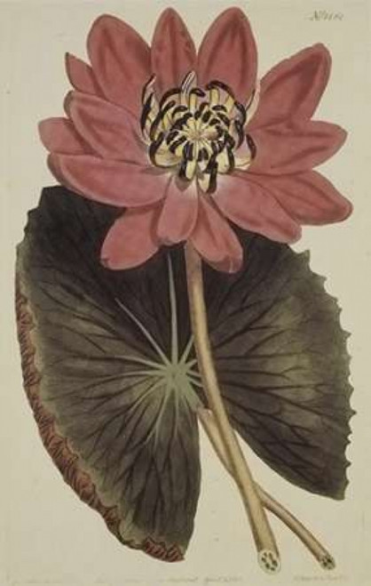 Wonderous Water Lily Poster Print by  Robert Sweet - Item # VARPDX197427