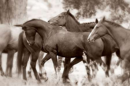 The Herd Poster Print by Lisa Dearing