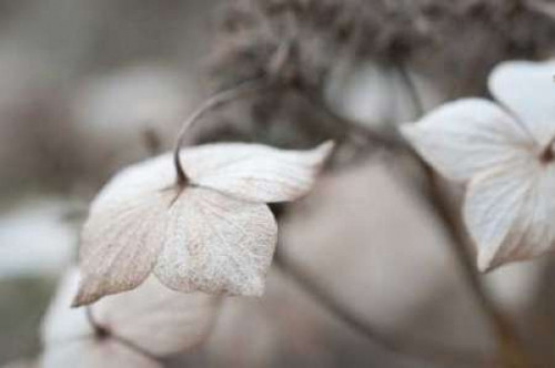 Flower Skeleton I Poster Print by Erin Berzel - Item # VARPDXPSBZL159