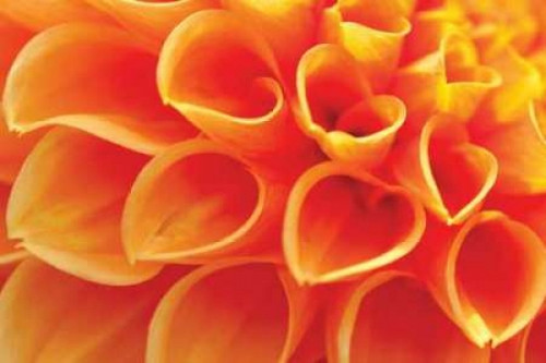 Orange Funnel Dahlia Poster Print by Dana Styber - Item # VARPDXPSSTY115