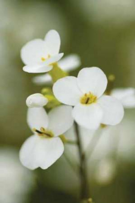 Summer Bloom V Poster Print by Erin Berzel - Item # VARPDXPSBZL133