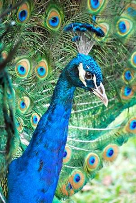 Royally Blue II Poster Print by Gail Peck - Item # VARPDX9002