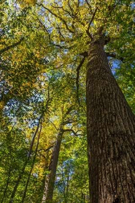 Tulip-Poplar Tree I Poster Print by Kathy Mahan - Item # VARPDXPSMHN522