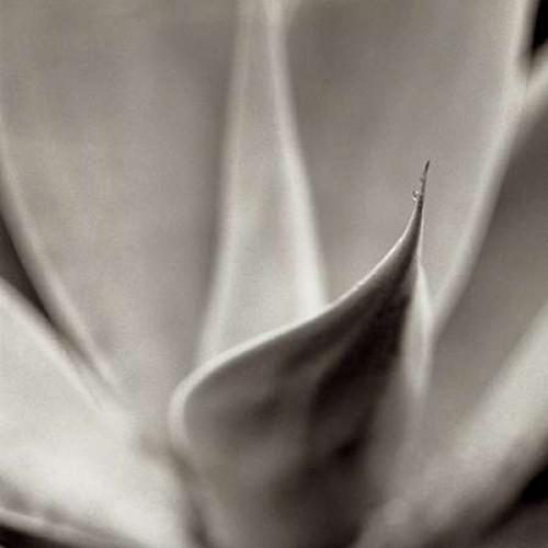 Florison - 42 Poster Print by Alan Blaustein