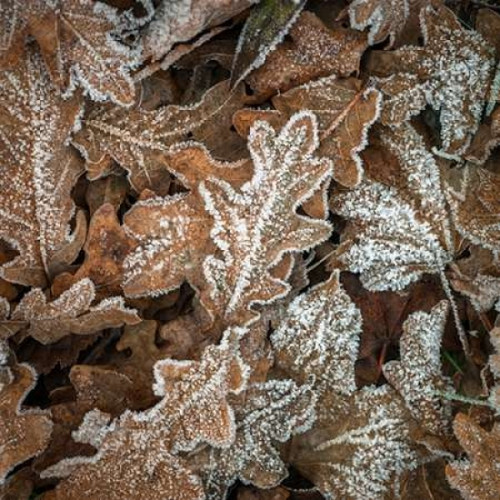 Frosty cow parsley Poster Print by  Assaf Frank - Item # VARPDXAF20121213092C05