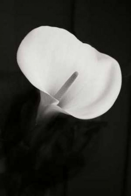 Calla Lily Perfection II Poster Print by Vitaly Geyman - Item # VARPDXPSVIT516