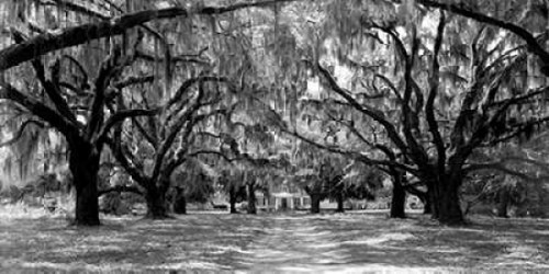 Avenue of oaks, South Carolina Poster Print by Anonymous - Item # VARPDX2AP3214