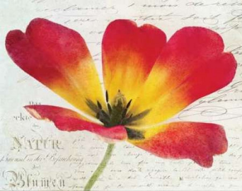 Bloom I Poster Print by Amy Melious - Item # VARPDXMEL461