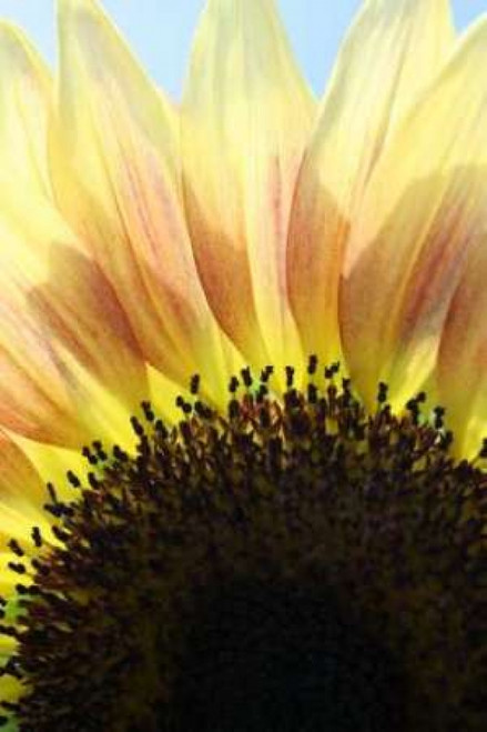 Sunflower V Poster Print by Tammy Putman