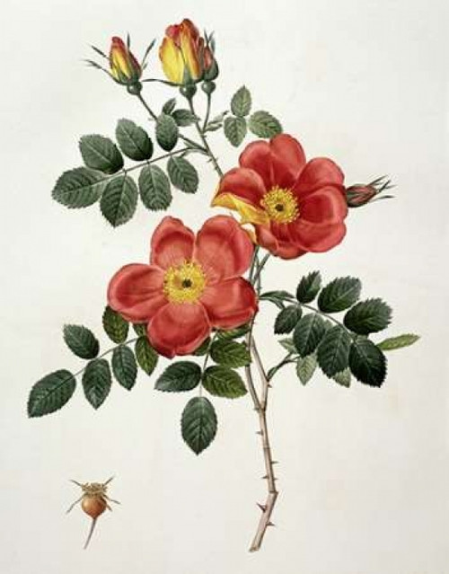 Rosa Eglanteria - Punicea Poster Print by  Pierre Joseph Redoute - Item # VARPDX279564