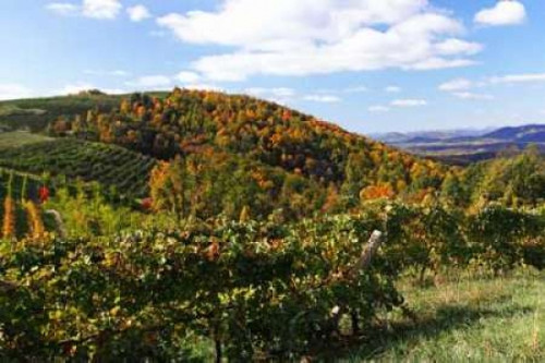 Mountain Vineyard I Poster Print by Alan Hausenflock - Item # VARPDXPSHSF577