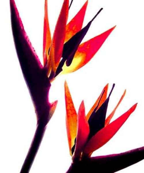 Bird of Paradise IV Poster Print by Monika Burkhart - Item # VARPDXPSBHT115